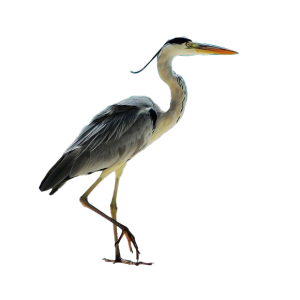 Heron PNG