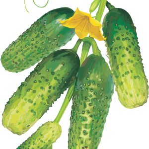 Cucumber on branch with leaves PNG