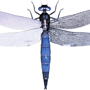 Dragonfly PNG