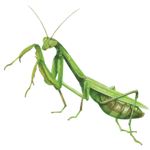 Mantis PNG