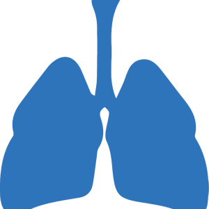 Lungs PNG
