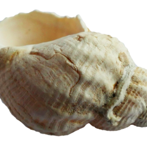 Seashell PNG
