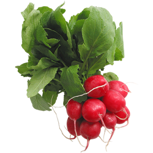 Radish PNG