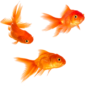 Goldfish PNG