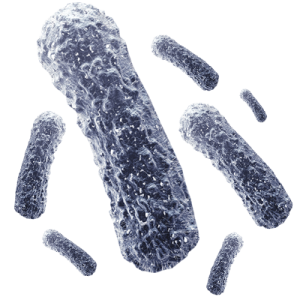 Bacteria PNG