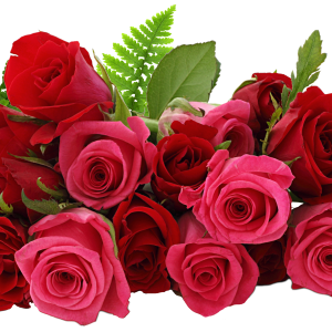 Rose PNG