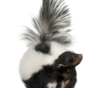Skunk PNG