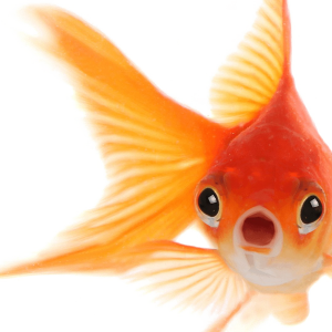 Goldfish PNG