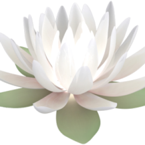 Lotus flower PNG
