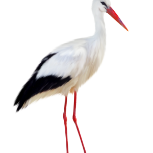 Stork PNG