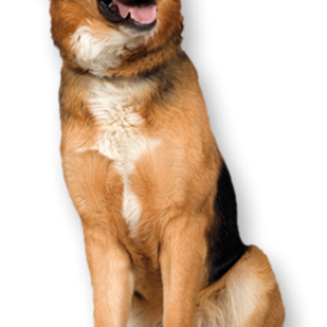 dog PNG image