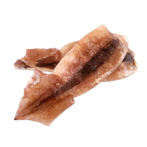 Squid PNG