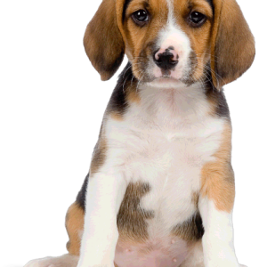 Dog PNG