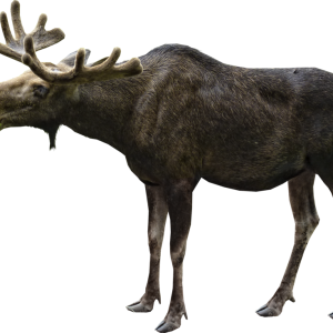 Moose, elk PNG