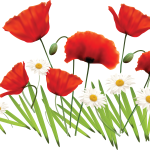 poppies flowers PNG