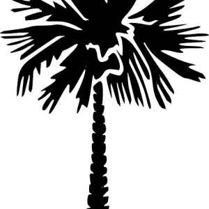 Palm tree PNG