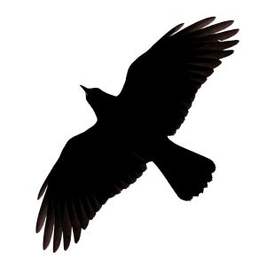Raven PNG