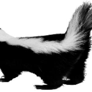 Skunk PNG