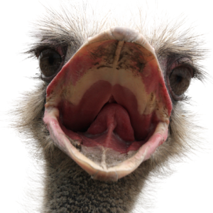 Ostrich PNG