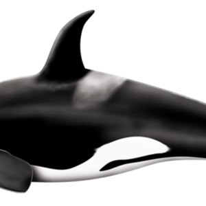 Whale PNG