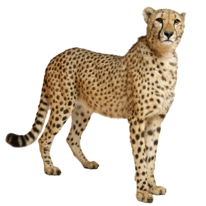 Cheetah PNG