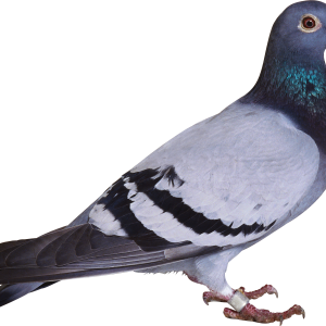 Pigeon PNG