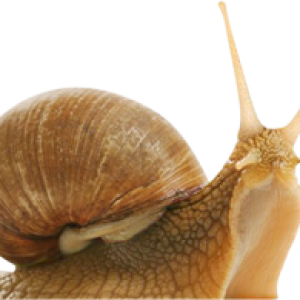 Snail PNG