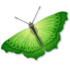 Butterfly PNG image