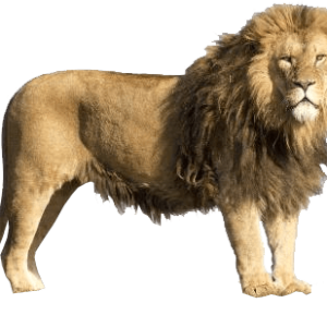 Lion PNG