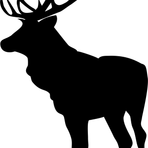Moose, elk PNG