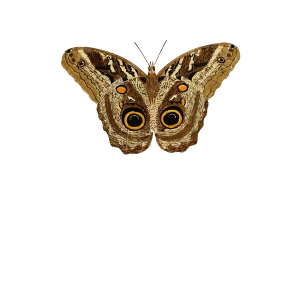 Moth PNG