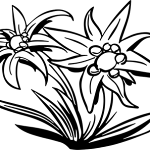Edelweiss PNG