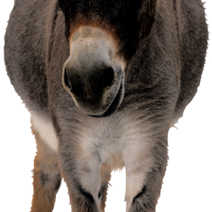 Donkey PNG
