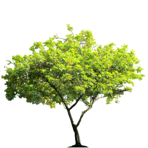 tree PNG