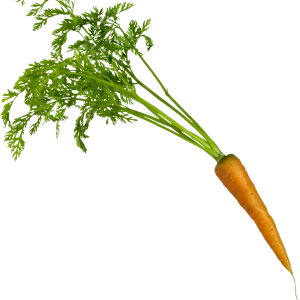 Carrot PNG image