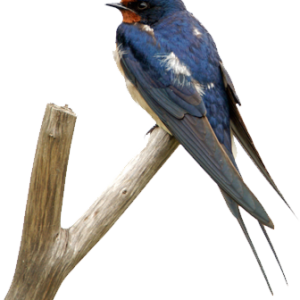 Swallow PNG