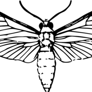 Moth PNG