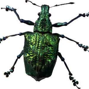 insect bug PNG image