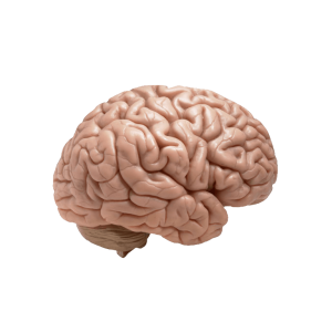Brain PNG