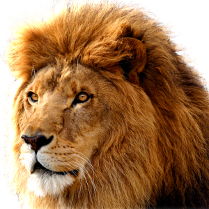 Lion PNG image, free image download, picture, lions