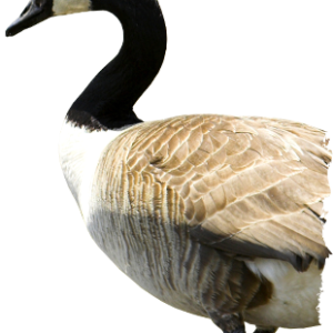 Goose PNG