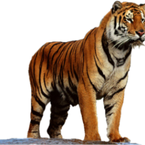 Tiger PNG