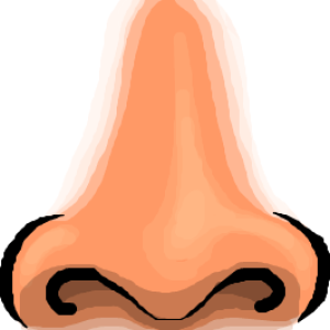Human nose PNG