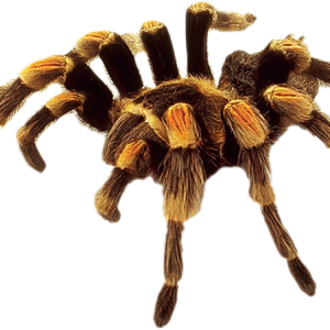 Spider PNG image