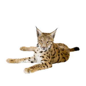 Lynx PNG