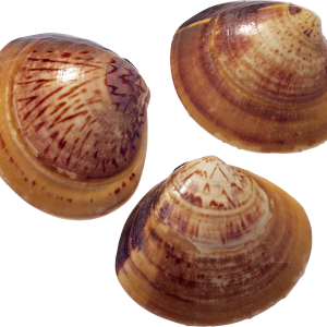 Seashell PNG