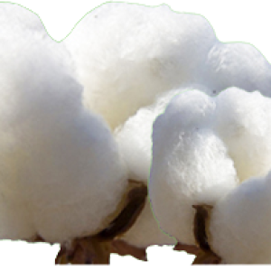 Cotton PNG