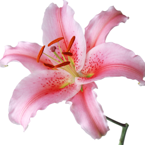 Lilium PNG