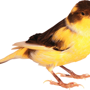 Bird PNG