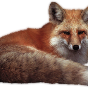 Fox PNG